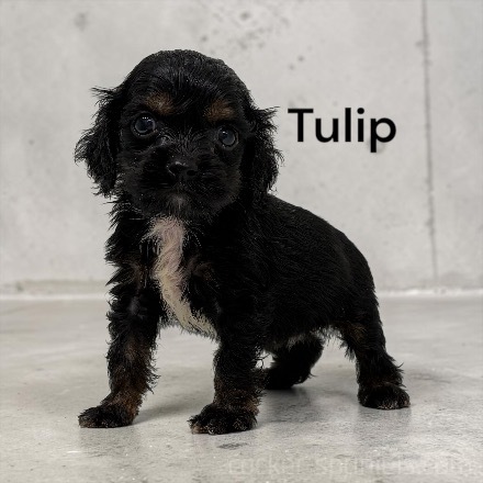 puppy, for, sale, Cocker Spaniel, Joe & Cherri  Overlease, dog, breeder, Miller, MO, dog-breeder, puppy-for-sale, forsale, nearby, find, puppyfind, locator, puppylocator, aca